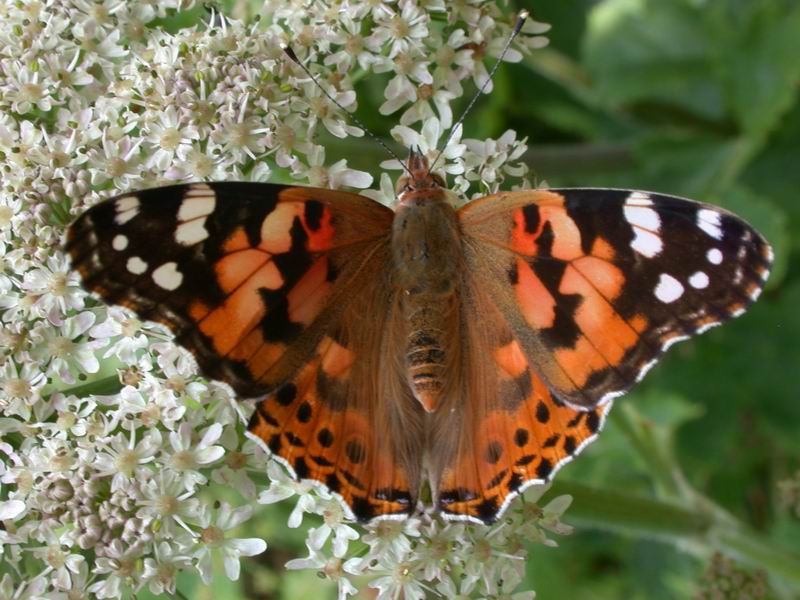 Vanessa cardui